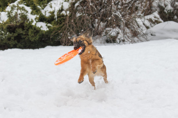 棕色的狗正在抓橙色的飞盘图片下载