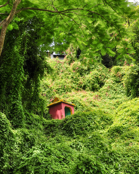 丛林中的小寺庙图片下载