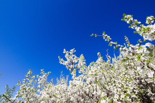 花园里的树在天空背景上开花。图片下载