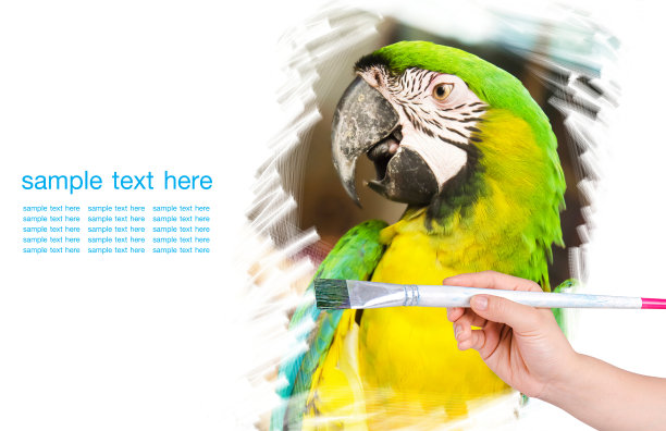 用画笔画鸟的艺术品图片下载