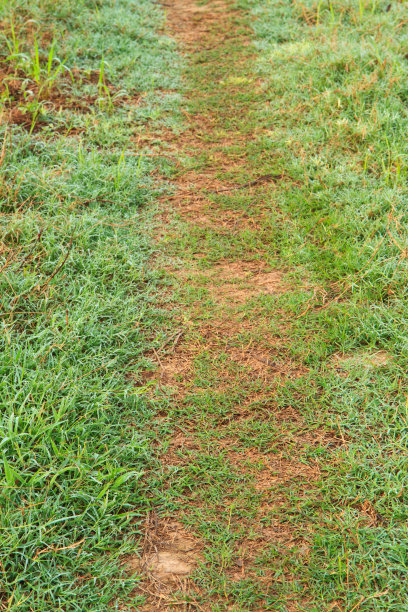 草上的露珠图片下载