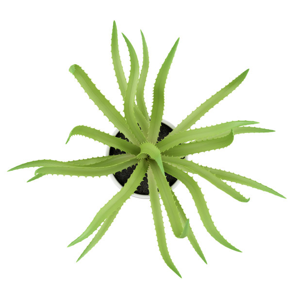 俯视图芦荟植物在盆中孤立的白色图片下载