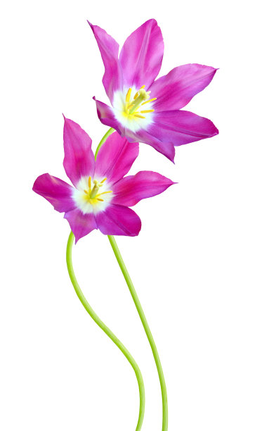 郁金香花图片下载