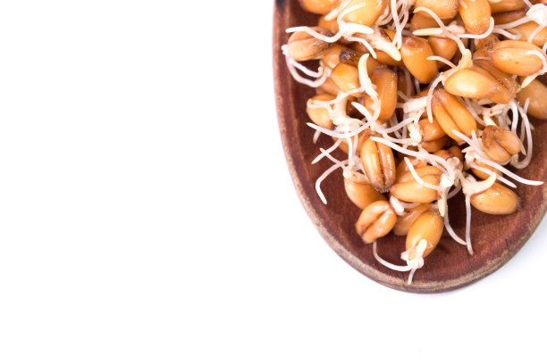 发芽小麦图片下载