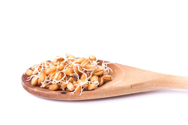 发芽小麦图片下载