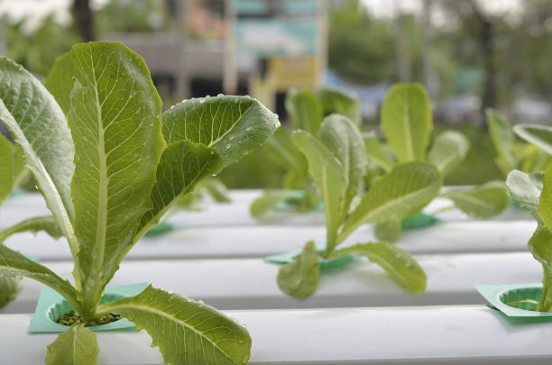 水培植物图片下载