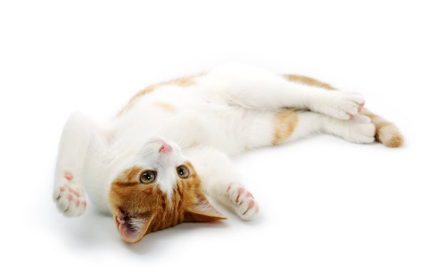 可爱的小猫图片下载