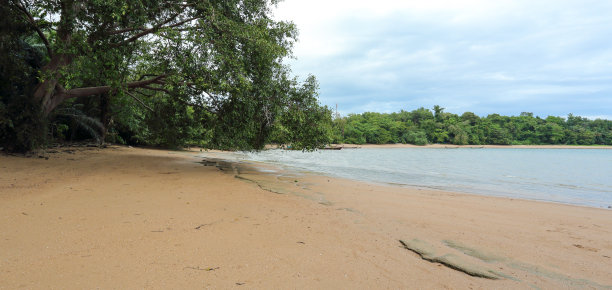 化石外壳海滩图片下载