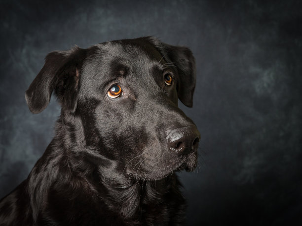 黑色拉布拉多图片下载