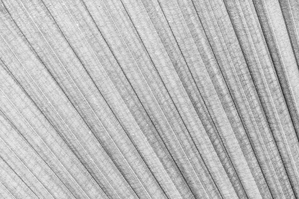 黑色和白色近距离的棕榈树叶图片下载