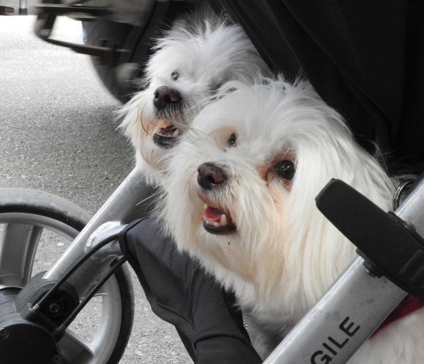 马耳他在推车图片下载