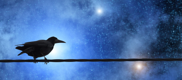 Stars和Raven在电线上图片下载