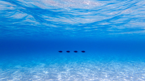 水下的黑色鱼类和水晶蓝色的水。图片下载