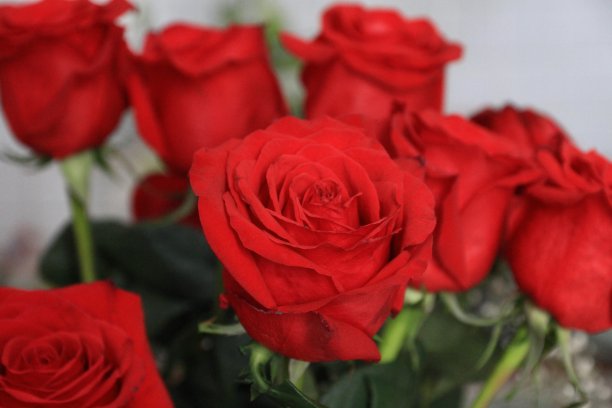 玫瑰集团图片下载