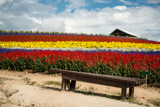 北海道的花田图片下载