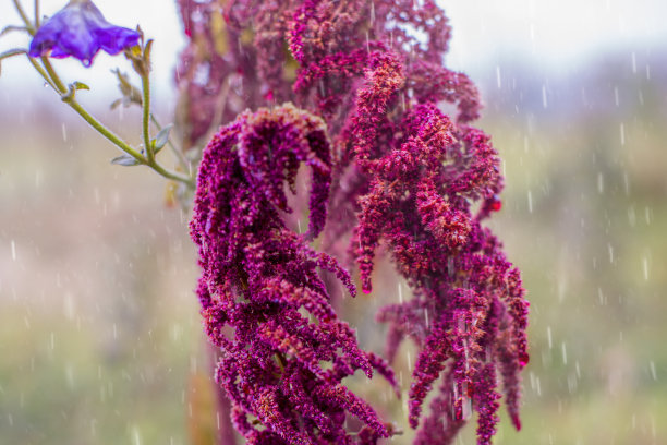 十月的雨和花。图片下载