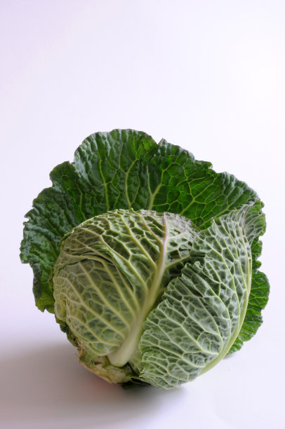 皱叶甘蓝图片下载