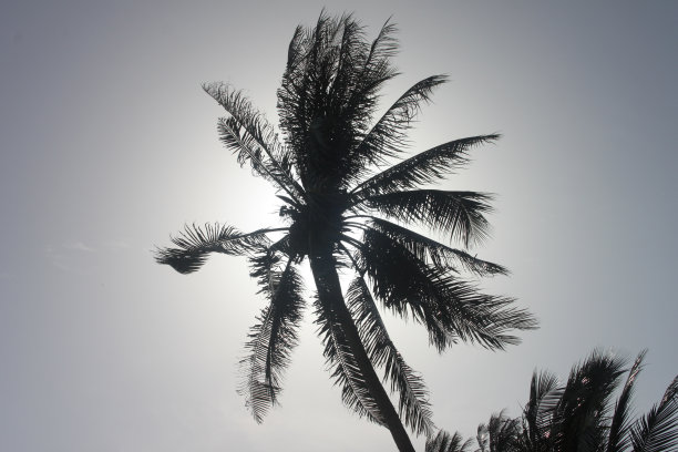 底部视图，以手掌与阳光透过图片下载