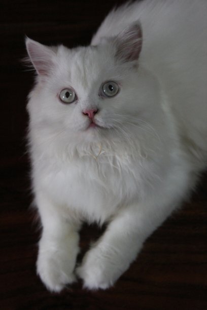 白色的猫图片下载