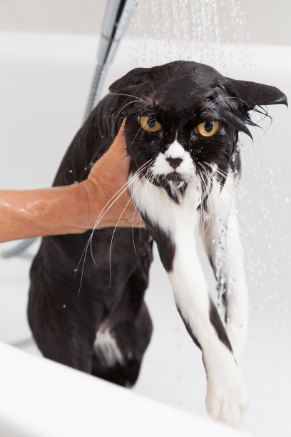 一只猫洗澡图片下载