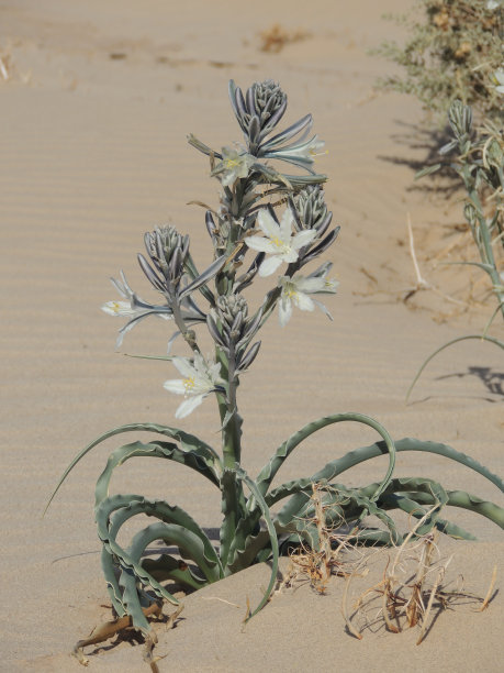 阿乔或沙漠百合图片下载