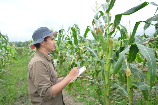 农夫正在检查他的玉米地图片下载