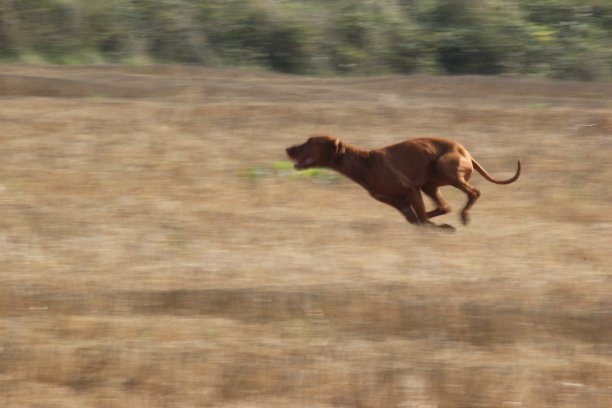 西塞拉图片下载