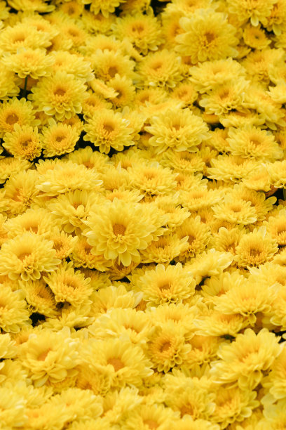 菊花在东京,日本图片下载