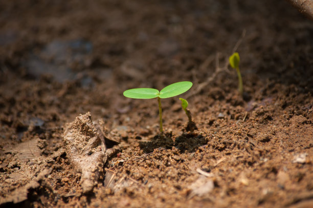 种子植物从地里长出来图片下载