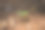 种子植物从地里长出来图片下载