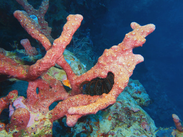 演示海绵图片下载