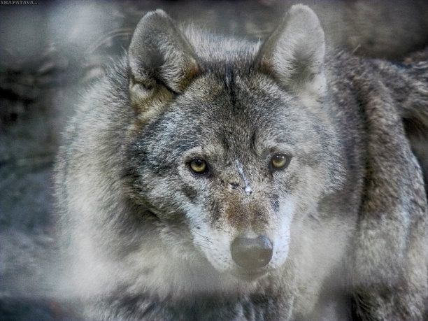 灰太狼图片下载