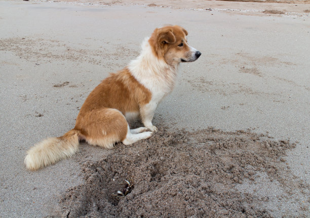狗可爱的肖像图片下载
