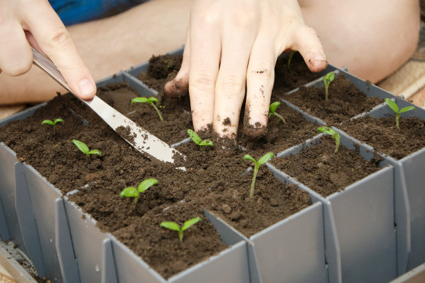 番茄芽的种植过程图片下载