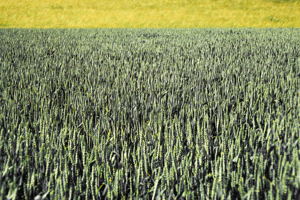 麦田抽象背景图片下载