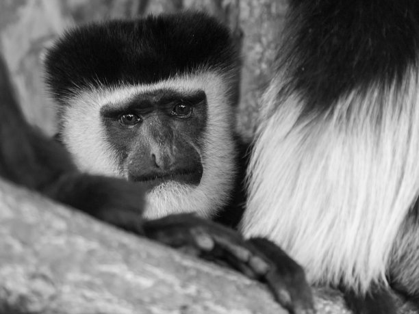 披着斗篷的guereza图片下载