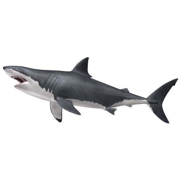 大白鲨图片下载