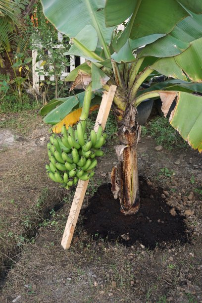 有果实的矮香蕉树图片下载