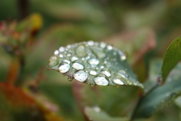 叶子上和叶子下的雨滴特写图片下载