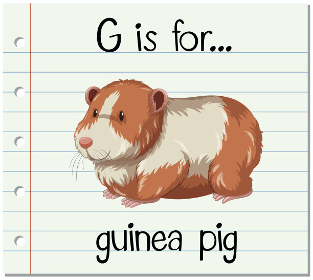 识字卡片上的字母G是豚鼠图片下载