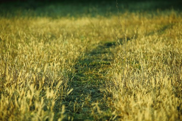 森德罗图片下载