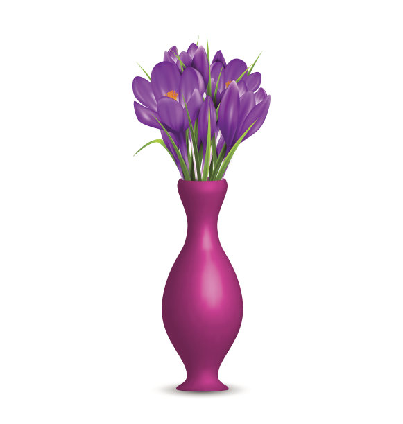 花瓶中的番红花孤立在白色上图片下载