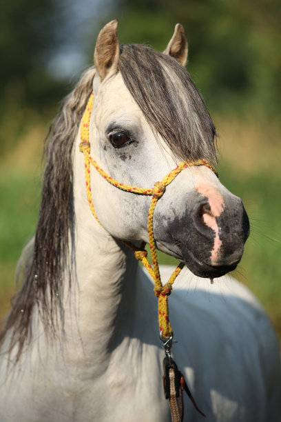 在河里洗澡的骏马的肖像图片下载