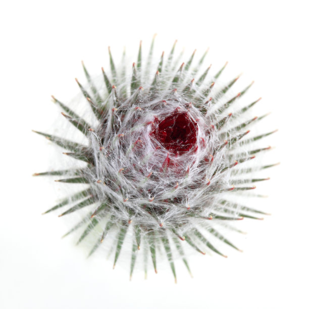 毛刺孤立在白色背景上图片下载