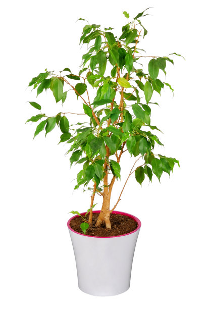 榕树的树图片下载