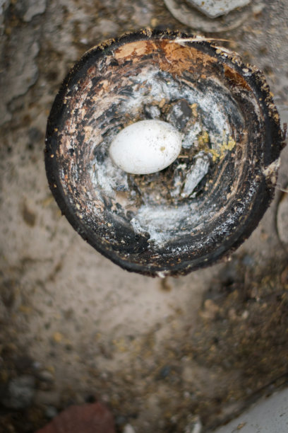 旧的鸟蛋图片下载