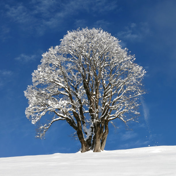 美丽的枫树图片下载