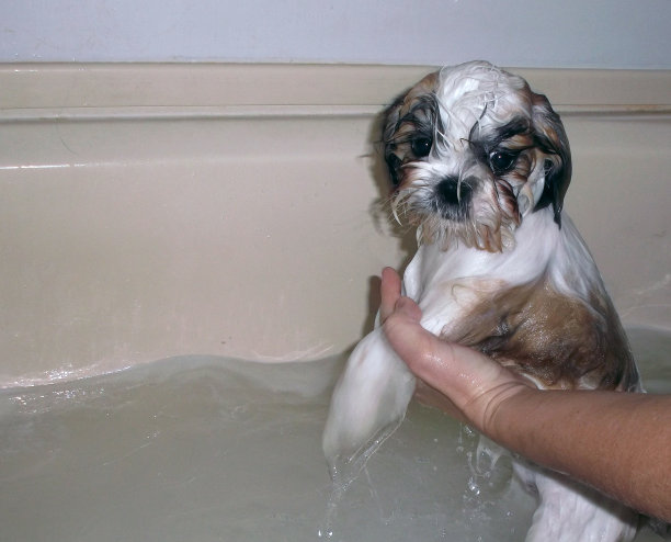 湿狗站图片下载