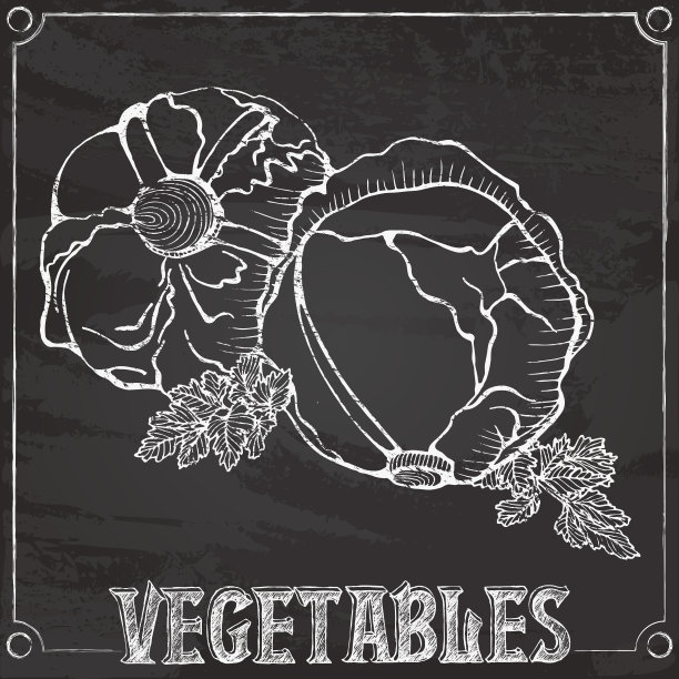 用粉笔画白菜向量图片下载