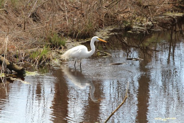 白色的白鹭图片下载